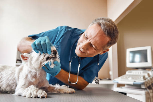 Best Same-Day Emergency Dentist in Maria Stein, OH